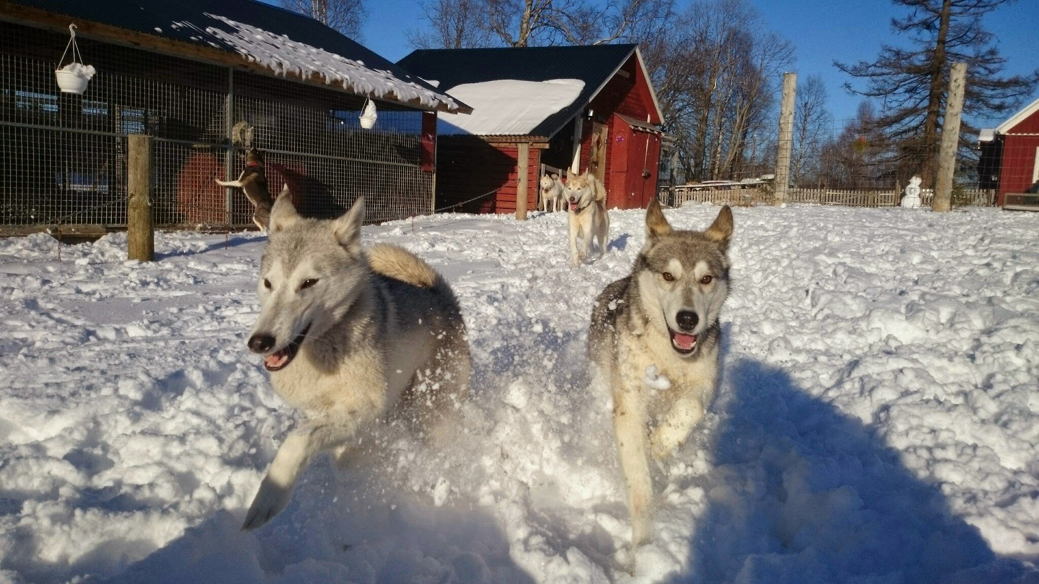 Nordic Husky Farm